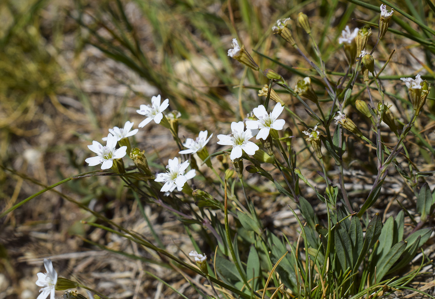 Image of Silene rupestris specimen.