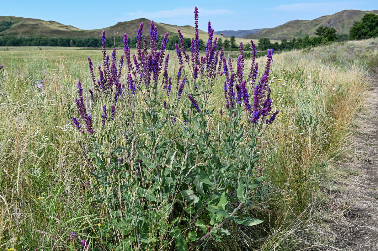 Изображение особи Salvia tesquicola.