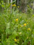 Medicago lupulina. Верхушка цветущего растения. Московская обл., Талдомский р-н, окр. пгт Запрудня, опушка смешанного леса. 25.06.2023.