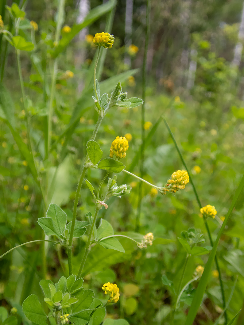 Изображение особи Medicago lupulina.