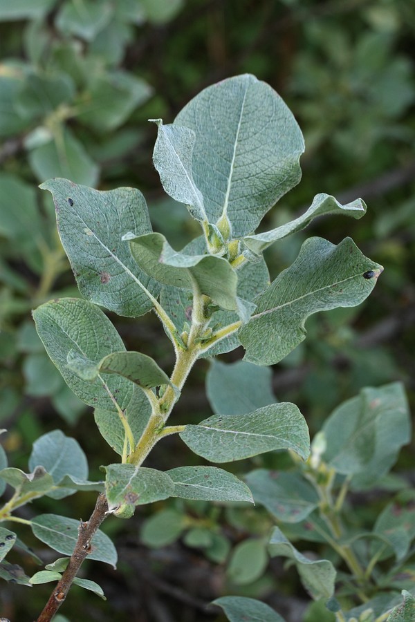 Image of Salix lanata specimen.