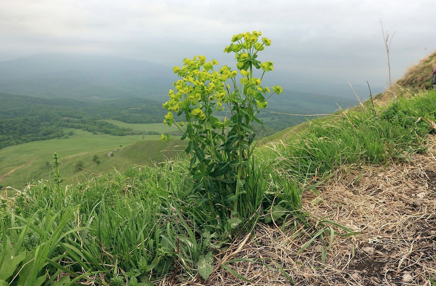 Изображение особи Euphorbia iberica.