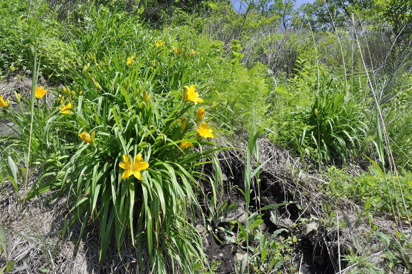 Изображение особи Hemerocallis middendorffii.