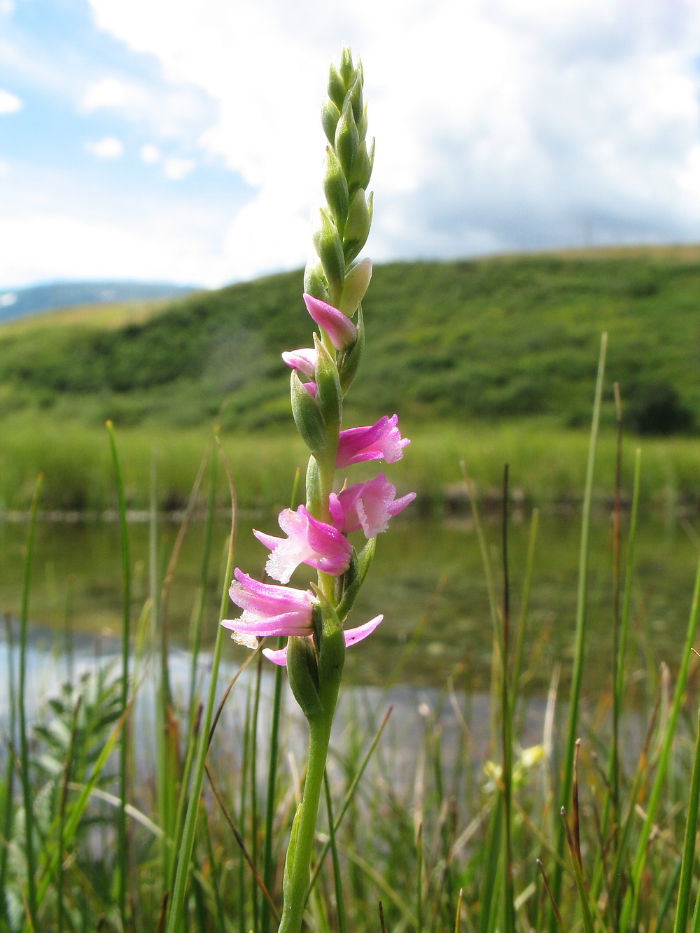 Image of Spiranthes australis specimen.