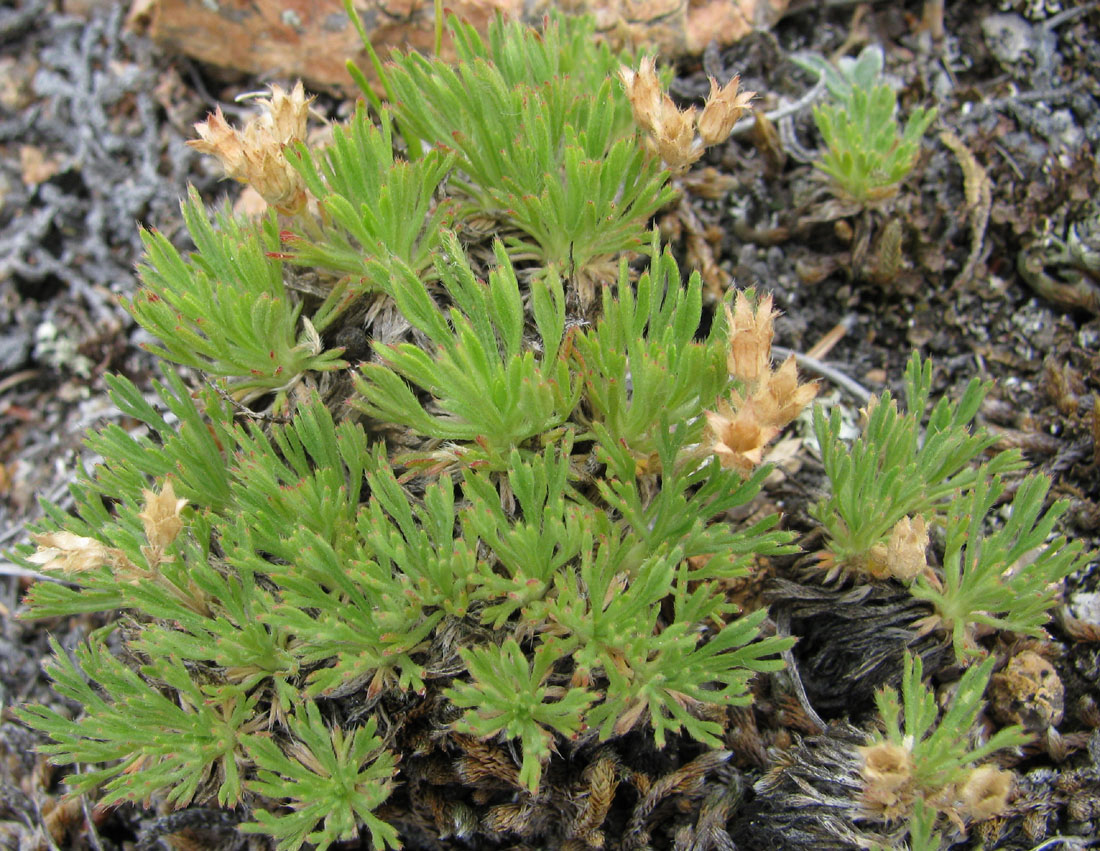 Image of Chamaerhodos altaica specimen.