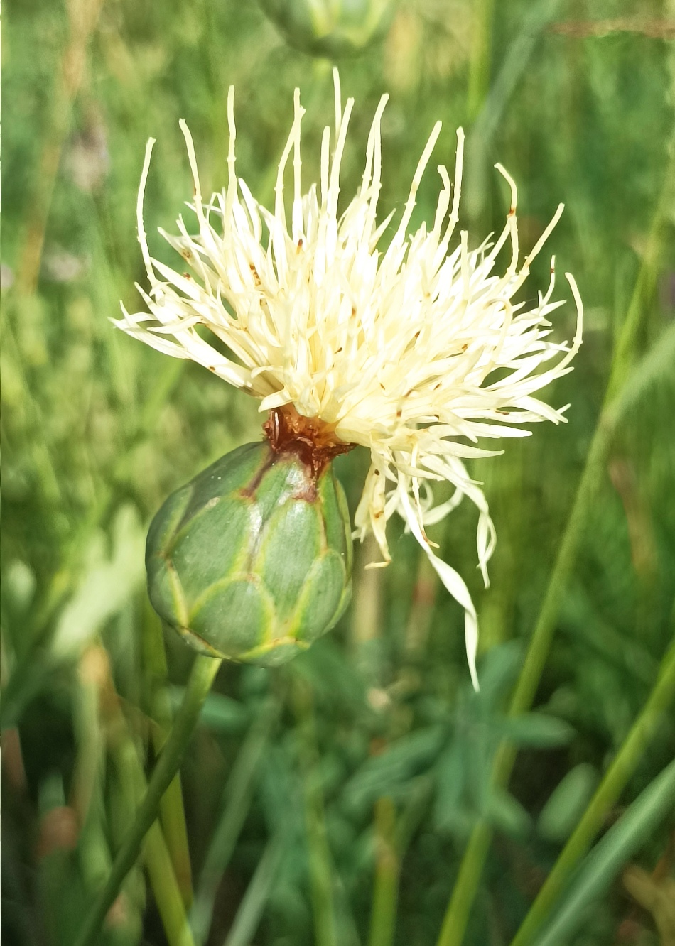 Изображение особи Rhaponticoides ruthenica.