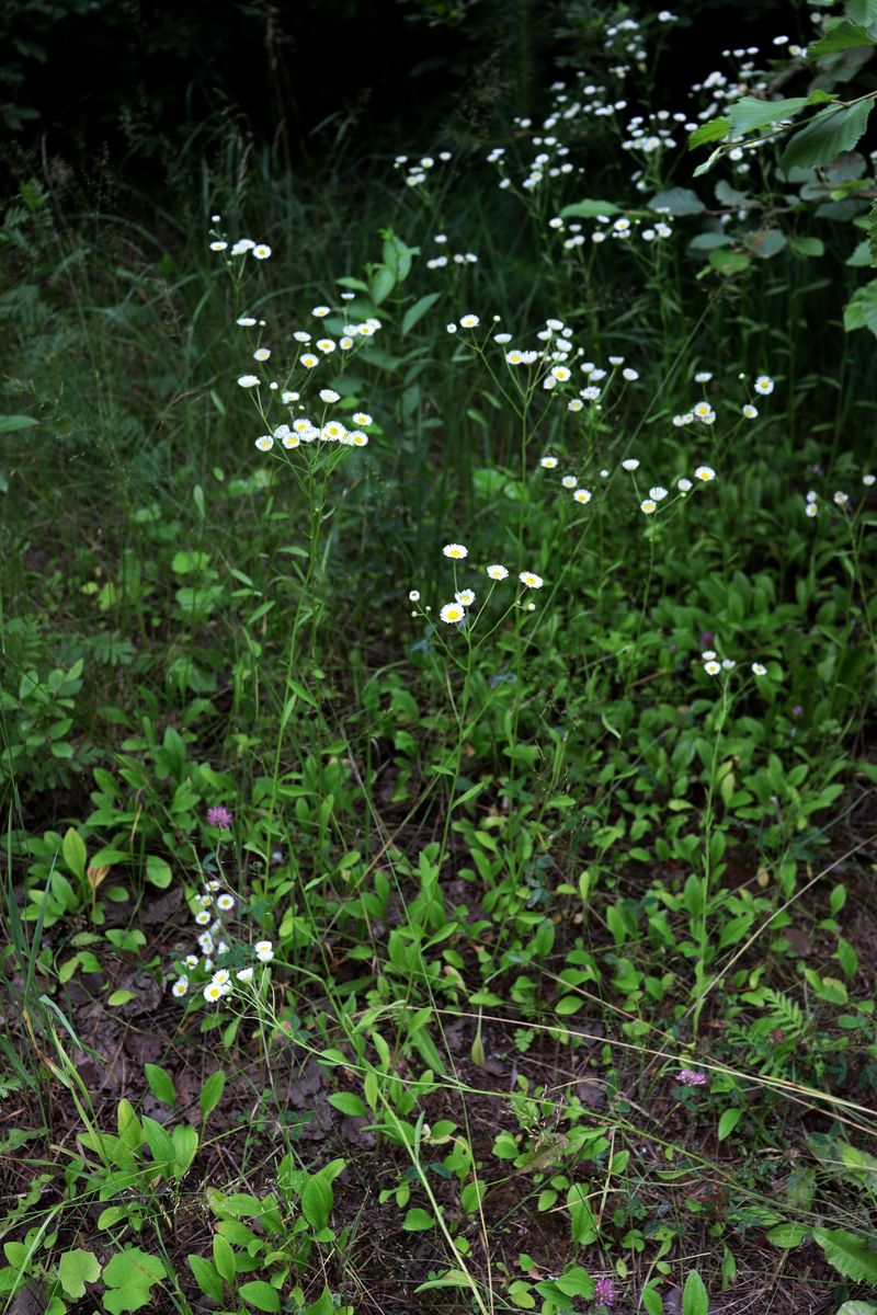 Image of Erigeron annuus specimen.