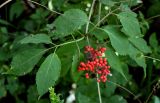 Sambucus racemosa. Верхушка ветви с соплодием. Московская обл., Пушкинский гор. округ, северо-восточное побережье Учинского водохранилища, опушка смешанного леса. 27.07.2024.