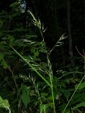 Festuca gigantea