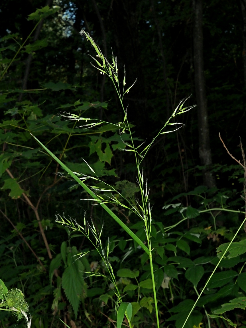 Image of Festuca gigantea specimen.