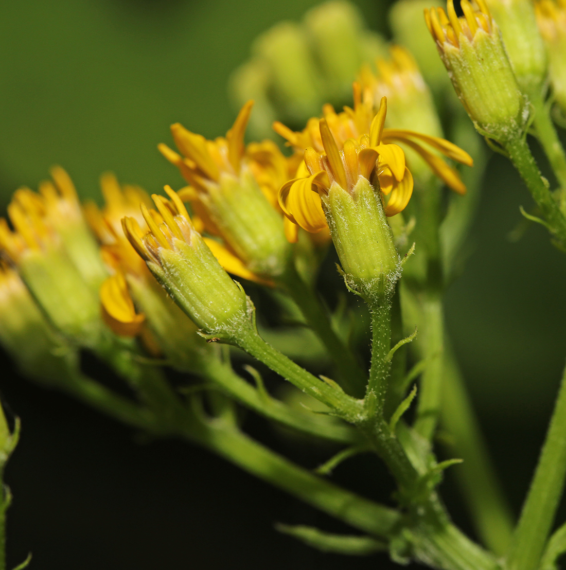 Изображение особи Senecio litvinovii.