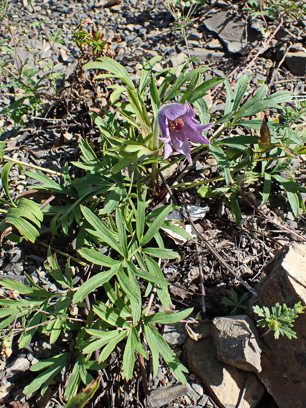 Изображение особи Pulsatilla dahurica.