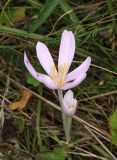 Colchicum autumnale. Цветущие растения. Ленинградская обл., Волосовский р-н, памятник природы \"Истоки реки Оредеж в ур. Донцо\", луг на известняке. 15 сентября 2024 г.