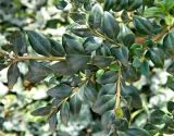 Buxus sempervirens. Верхушка веточки. Бельгия, пров. Эно, окр. Турне, г. Турне, озеленение. Август.