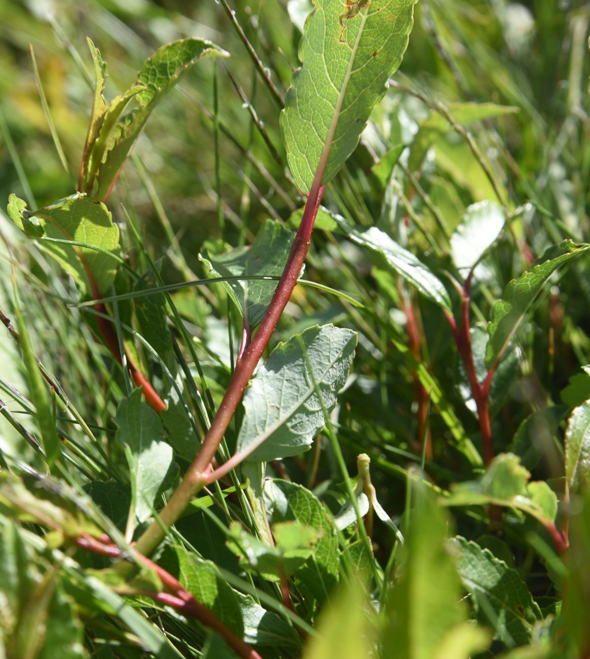 Image of genus Salix specimen.