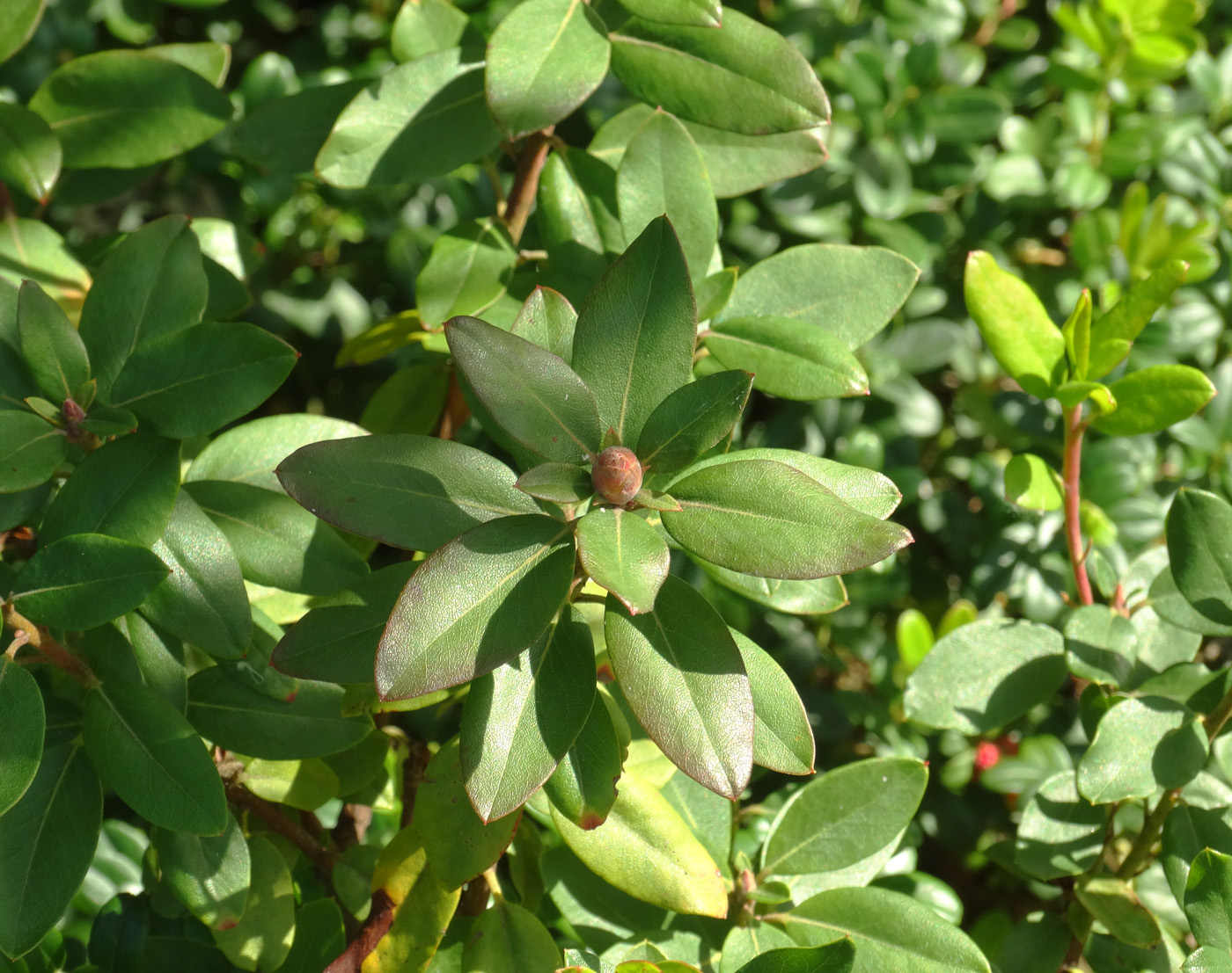 Image of Ledum glandulosum specimen.