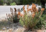 Euphorbia characias. Растения с отцветшими засохшими соцветиями. Турция, пров. Анталья, р-н Кумлуджа, окр. вдхр. Алакыр, каменистая обочина грунтовой дороги. 31.05.2024.