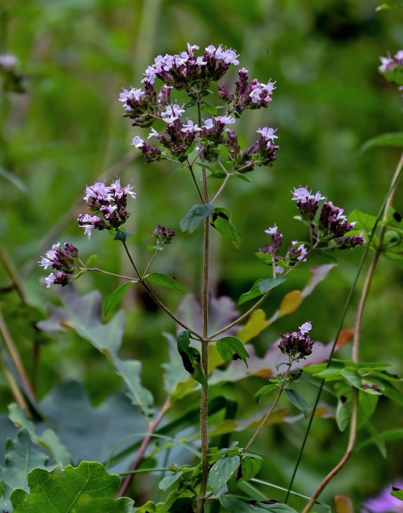 Image of Origanum vulgare specimen.