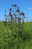 Cirsium heterophyllum. Цветущее и плодоносящее растение. Ленинградская обл., Волосовский р-н, дер. Донцо, суходольный злаково-разнотравный луг на карбонатной почве. 22.06.2024.