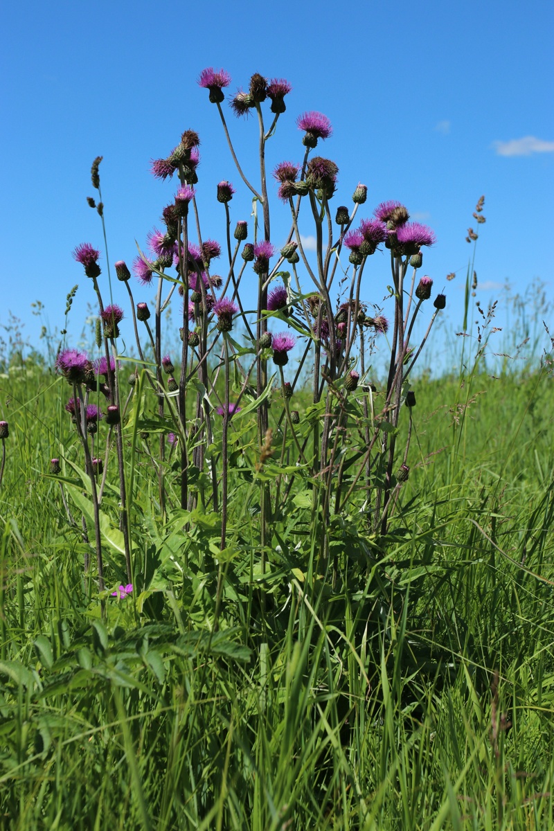 Image of Cirsium heterophyllum specimen.