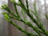 Sequoiadendron giganteum. Часть веточки с отрастающими молодыми побегами. Крым, Южный Берег, окр. Ангарского перевала, ю-в склон Чатыр-Даг, посаженная роща. 27.05.2024.