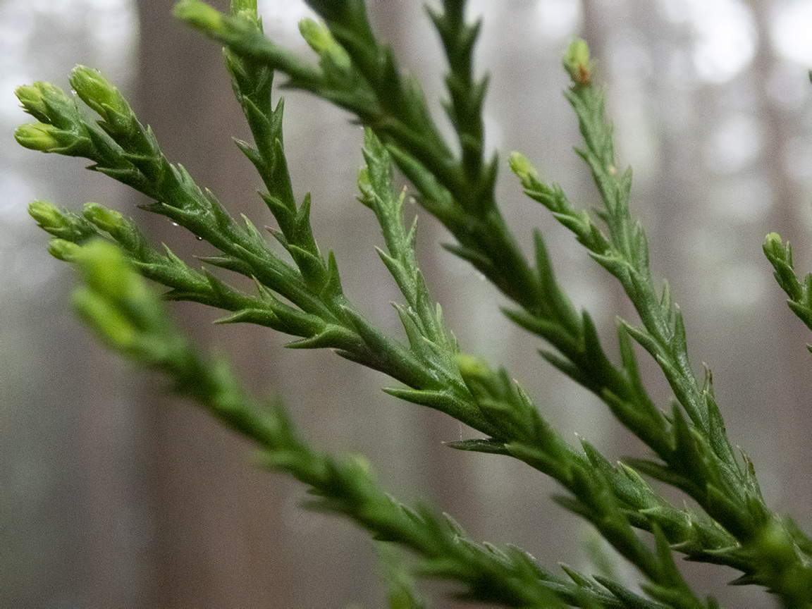 Image of Sequoiadendron giganteum specimen.