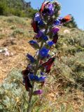 Echium vulgare. Соцветие с бабочками-пестрянками. Крым, Южный Берег, окр. с. Лучистое, гора Южная Демерджи, луг на склоне. 03.06.2024.