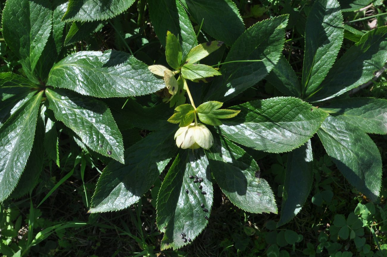 Изображение особи род Helleborus.