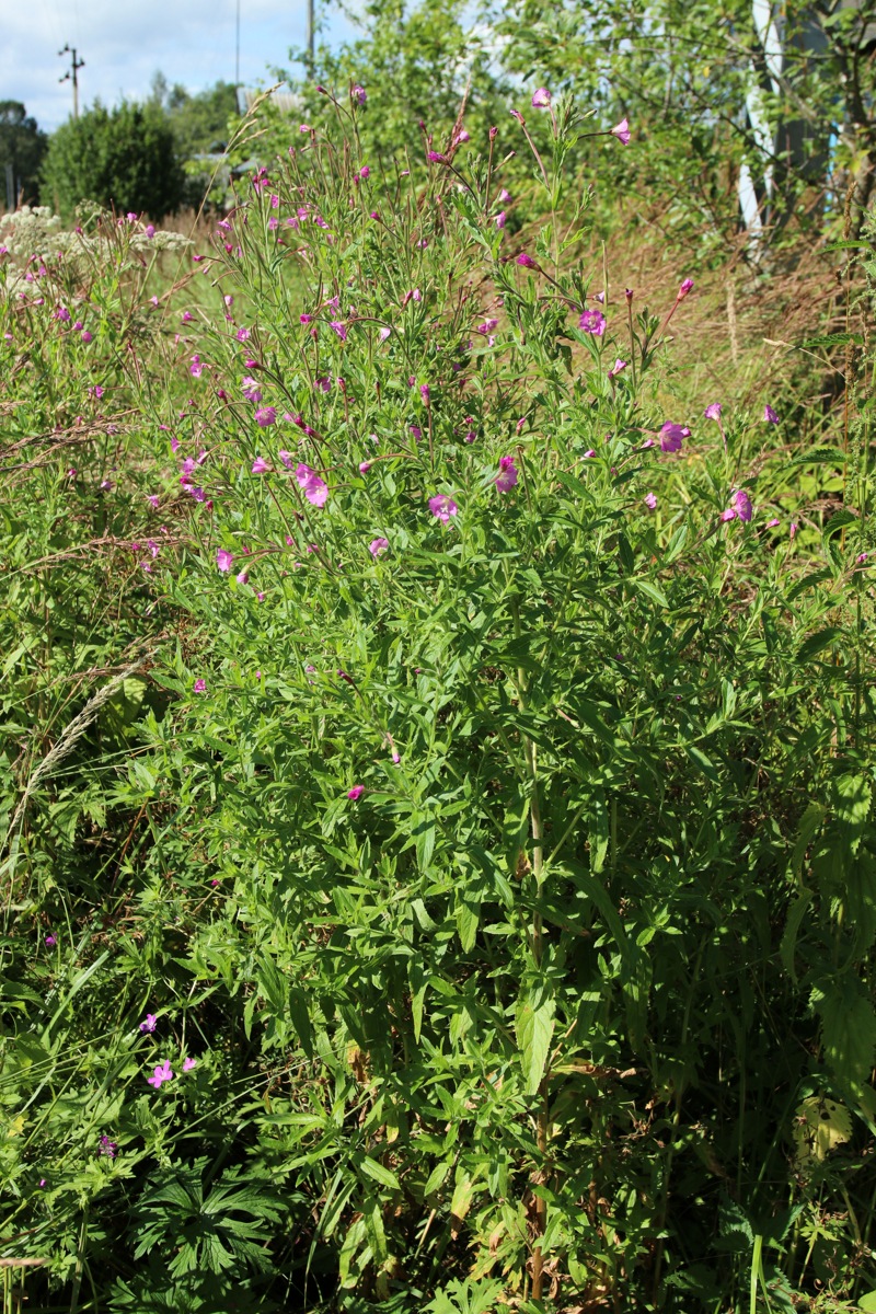 Image of Epilobium hirsutum specimen.