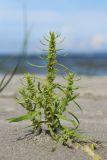 Rumex maritimus