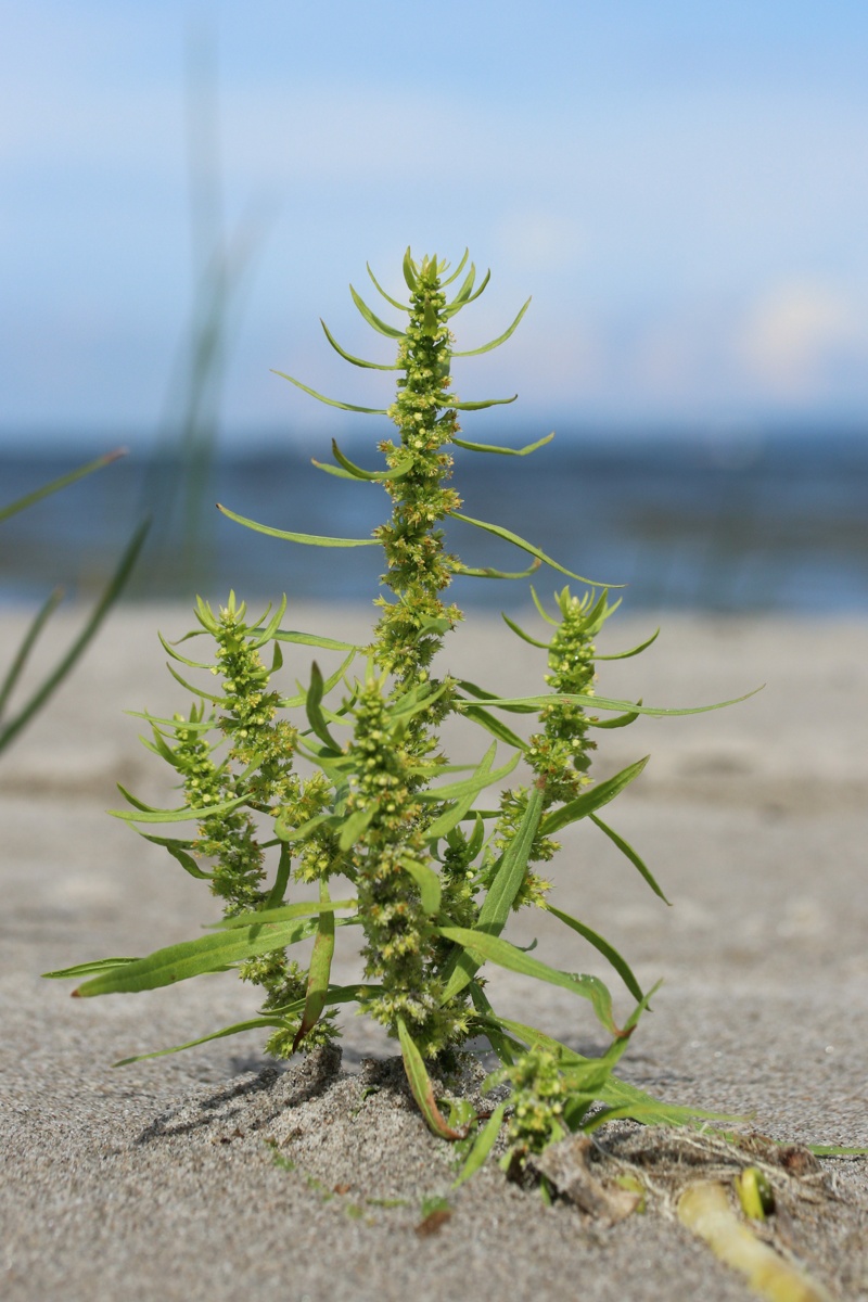 Изображение особи Rumex maritimus.