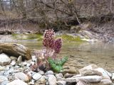 Petasites hybridus. Цветущие растения. Краснодарский край, Крымский р-н, окр. станицы Неберджаевская, ур. Темрючки, грабово-дубовый лес, у лесного ручья. 22.03.2025.