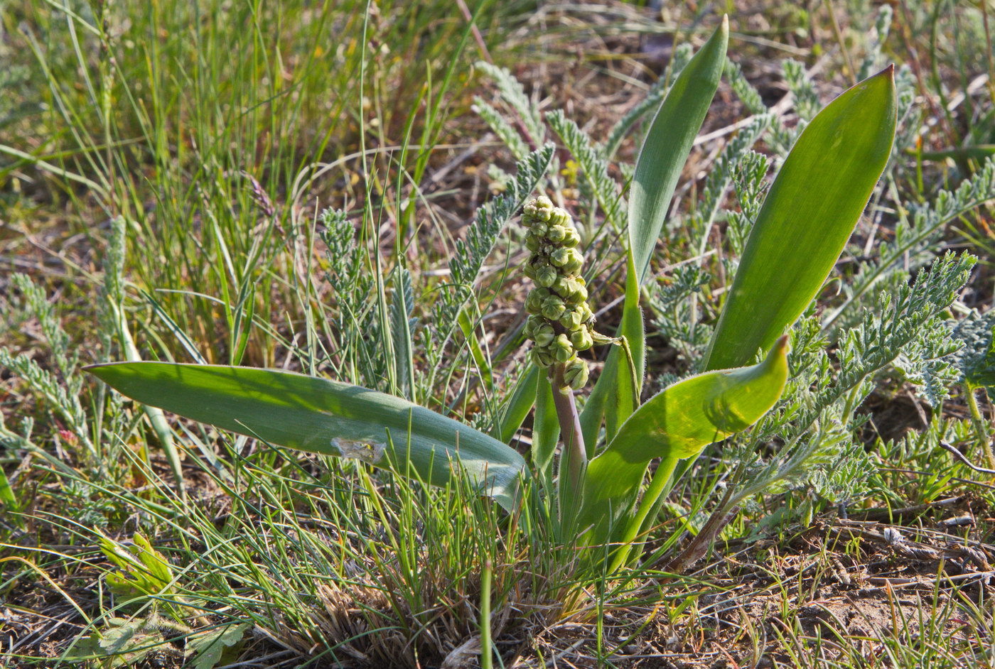 Image of Bellevalia speciosa specimen.