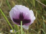 View full-size image Papaver somniferum