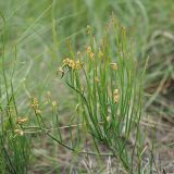 Смотреть изображение Ephedra distachya