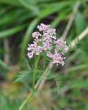 View full-size image familia Apiaceae