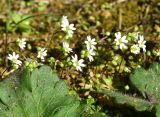 View full-size image genus Erophila