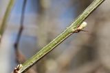View full-size image Caragana arborescens