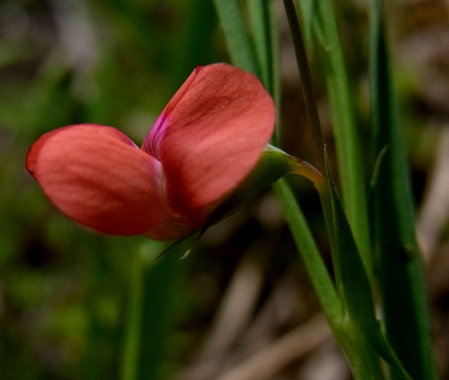 Image of Lathyrus cicera specimen.