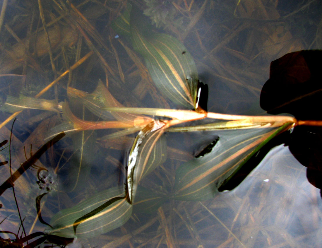 Image of Potamogeton alpinus specimen.