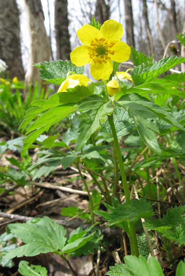 Image of Anemone ranunculoides specimen.