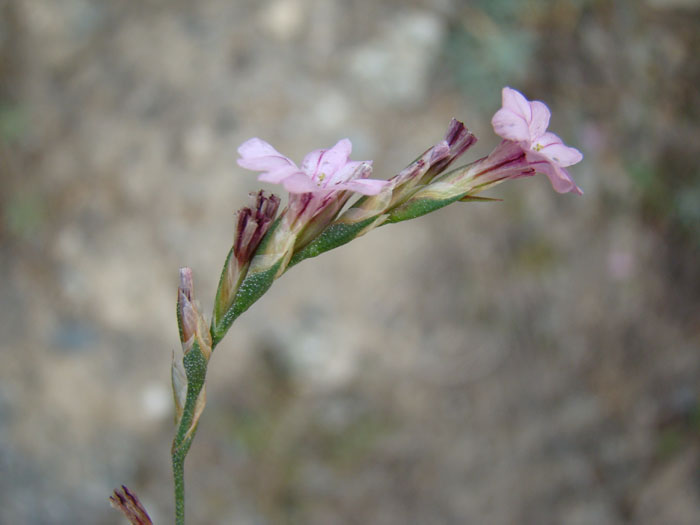 Image of Acantholimon karadarjense specimen.