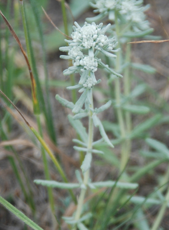 Изображение особи Teucrium capitatum.