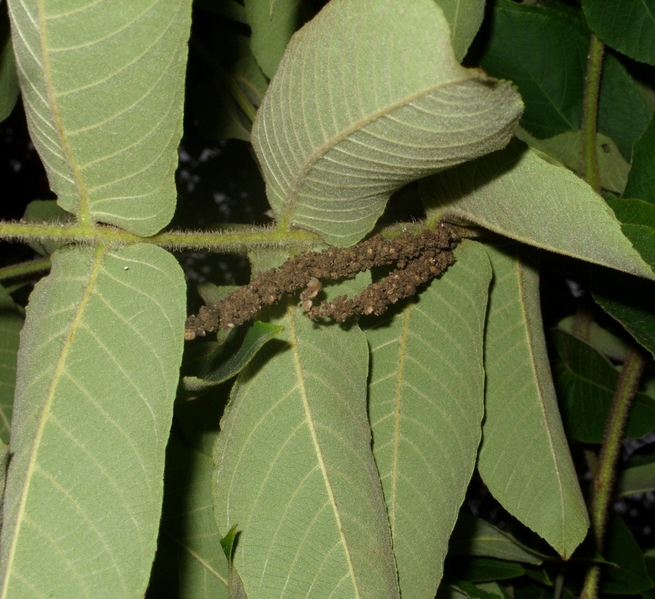 Image of genus Juglans specimen.