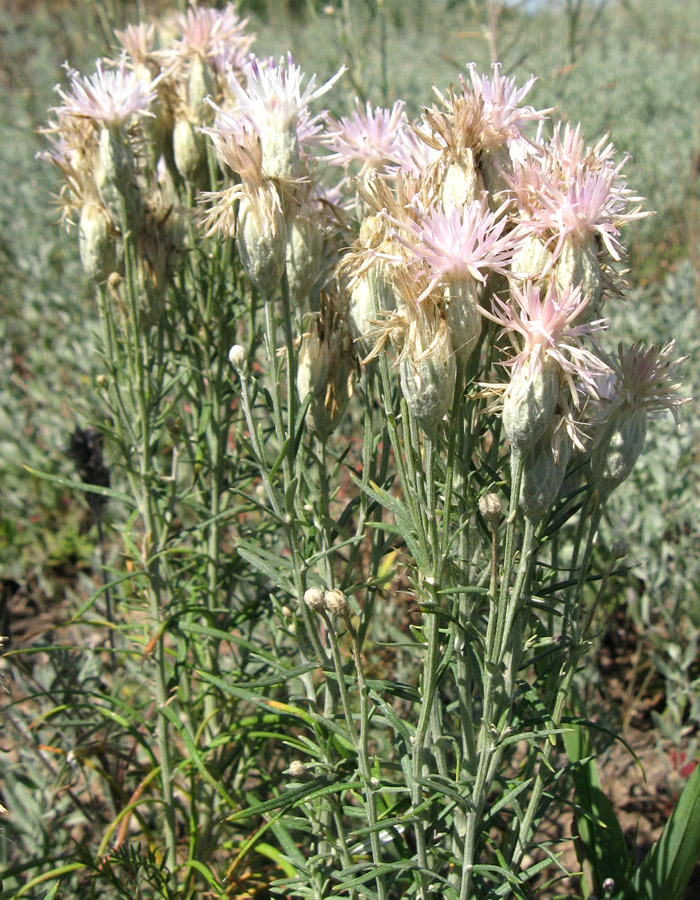 Image of Jurinea stoechadifolia specimen.