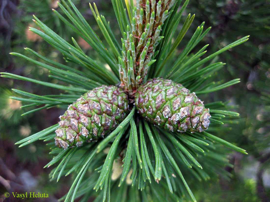 Image of Pinus mugo specimen.