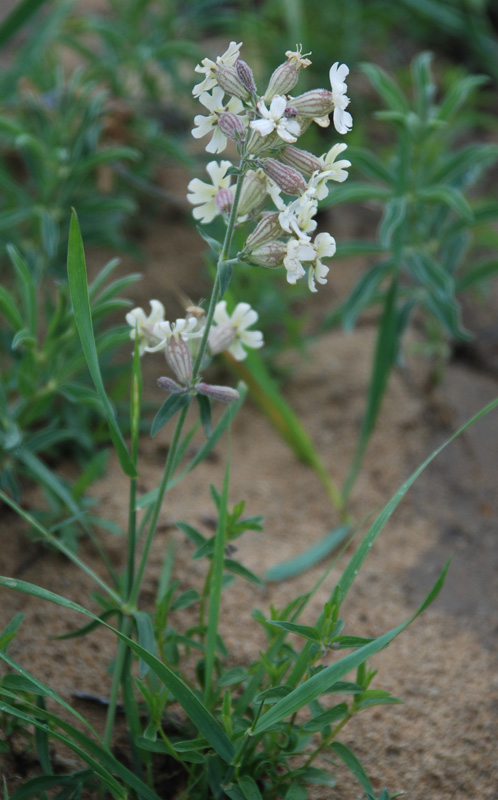 Image of Silene amoena specimen.