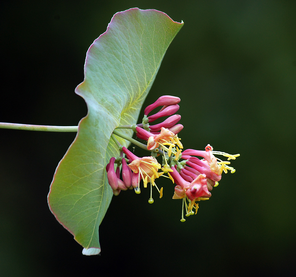 Изображение особи Lonicera caprifolium.