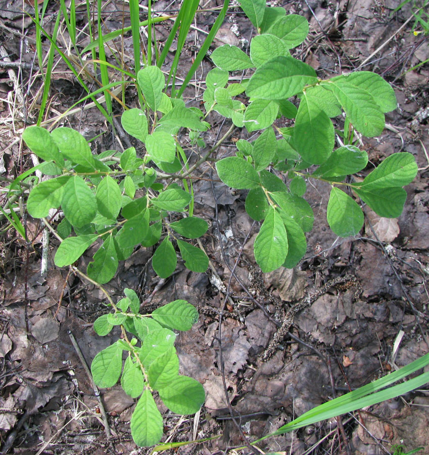 Image of Salix aurita specimen.