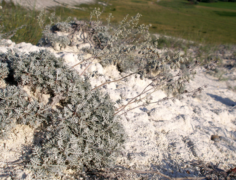 Image of Artemisia hololeuca specimen.